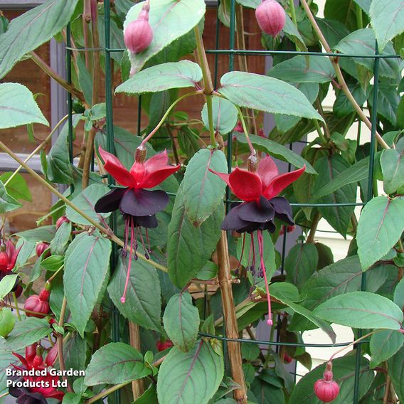 Fuchsia 'Blacky'