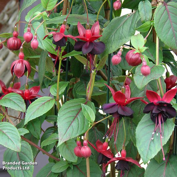 Fuchsia 'Blacky'