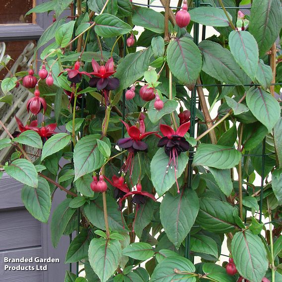 Fuchsia 'Blacky'