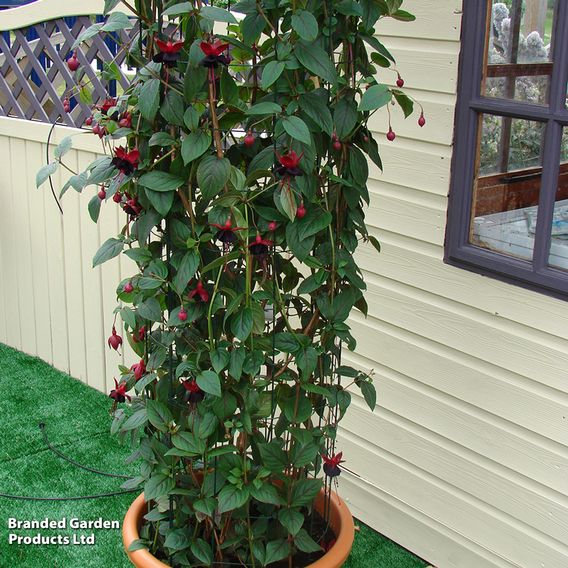 Fuchsia 'Blacky'