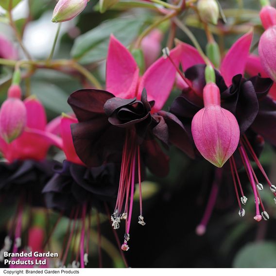 Fuchsia 'Blacky'