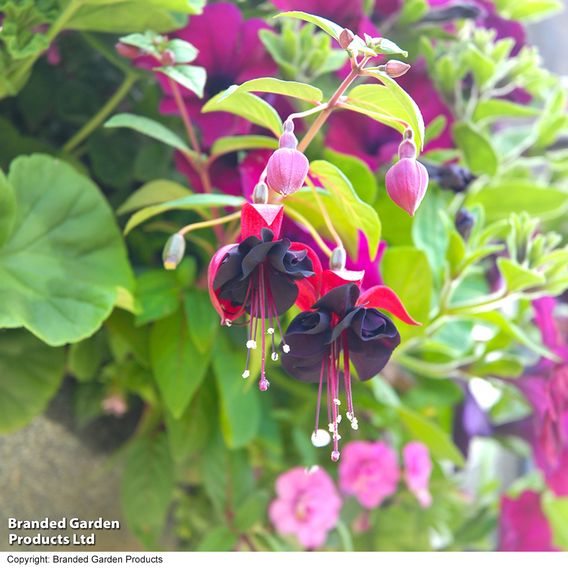Fuchsia 'Blacky'