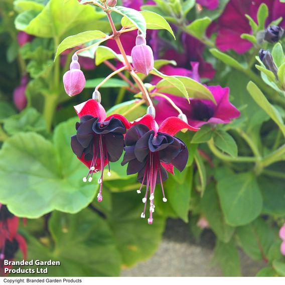 Fuchsia 'Blacky'