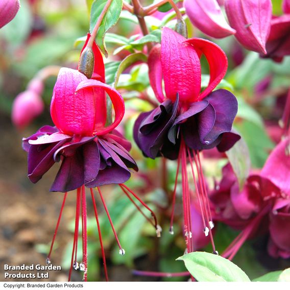 Fuchsia 'Blacky'