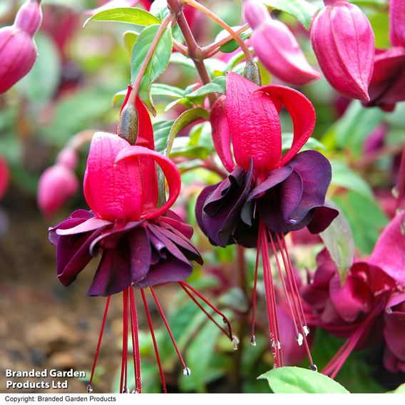 Fuchsia 'Blacky'