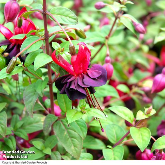 Fuchsia 'Blacky'