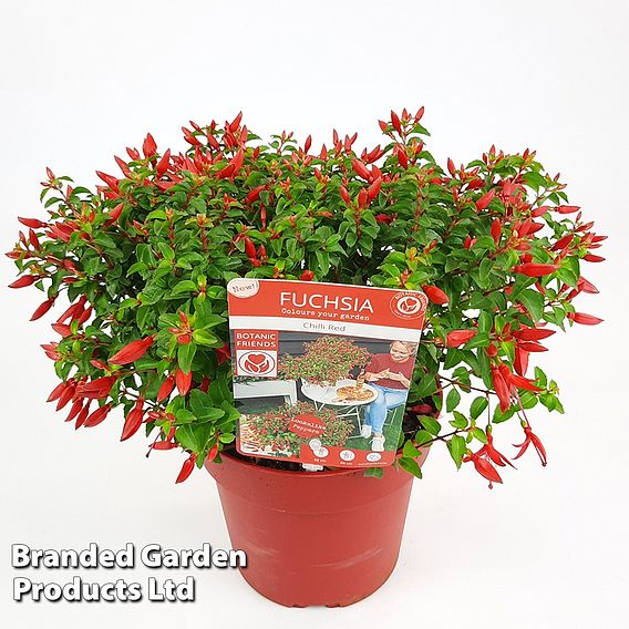 Fuchsia 'Chilli Red'