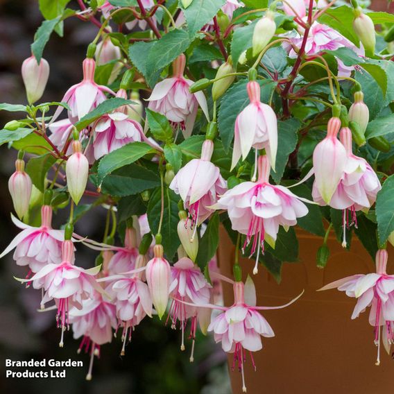 Fuchsia 'Patio Dancers Mambo'