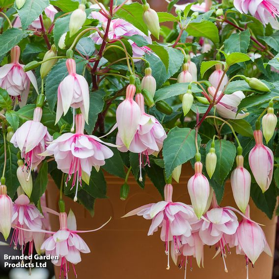 Fuchsia 'Patio Dancers Mambo'