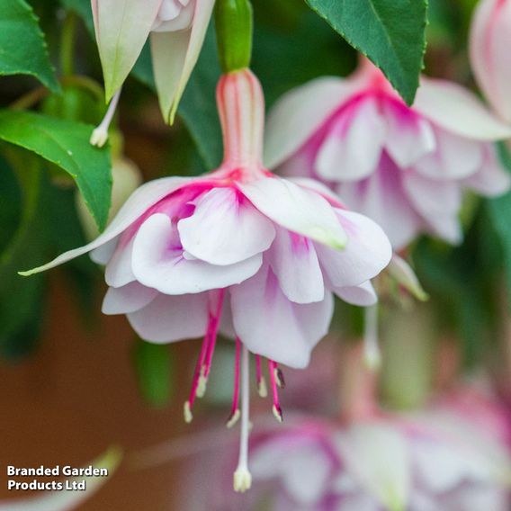 Fuchsia 'Patio Dancers Mambo'