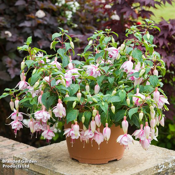 Fuchsia 'Patio Dancers Mambo'