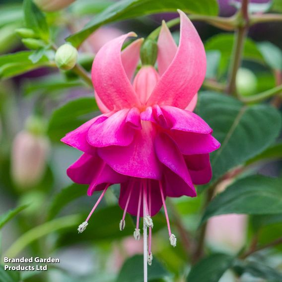 Fuchsia 'Patio Dancers Salsa'