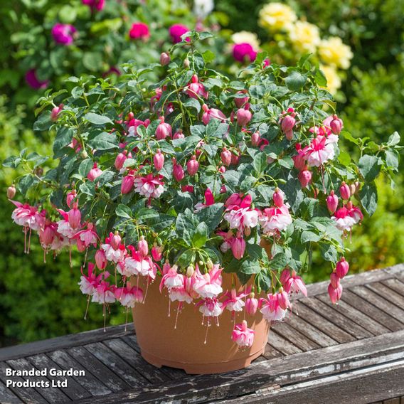 Fuchsia 'Patio Dancers Waltz'