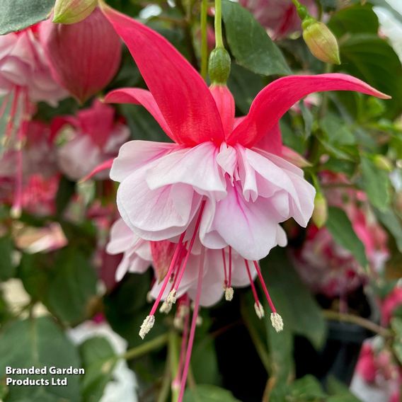 Fuchsia 'Patio Dancers Waltz'