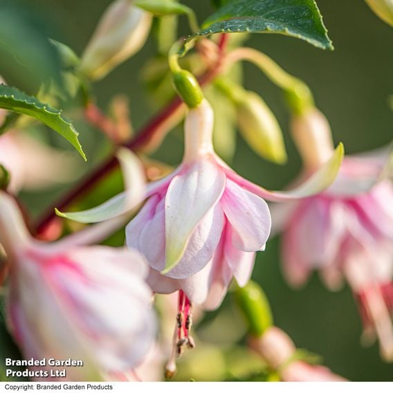 Fuchsia 'Patio Dancers Mambo'