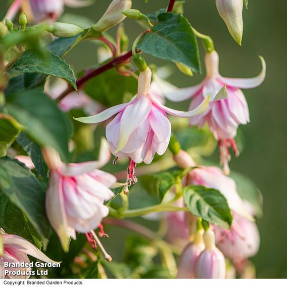 Fuchsia 'Patio Dancers Mambo'
