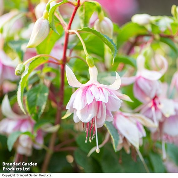 Fuchsia 'Patio Dancers Mambo'