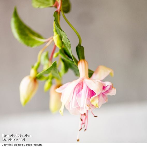 Fuchsia 'Patio Dancers Mambo'