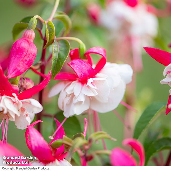 Fuchsia 'Patio Dancers Rumba'