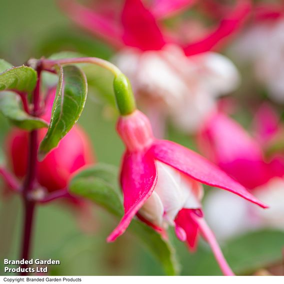 Fuchsia 'Patio Dancers Rumba'