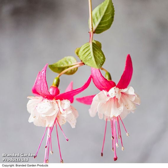 Fuchsia 'Patio Dancers Rumba'
