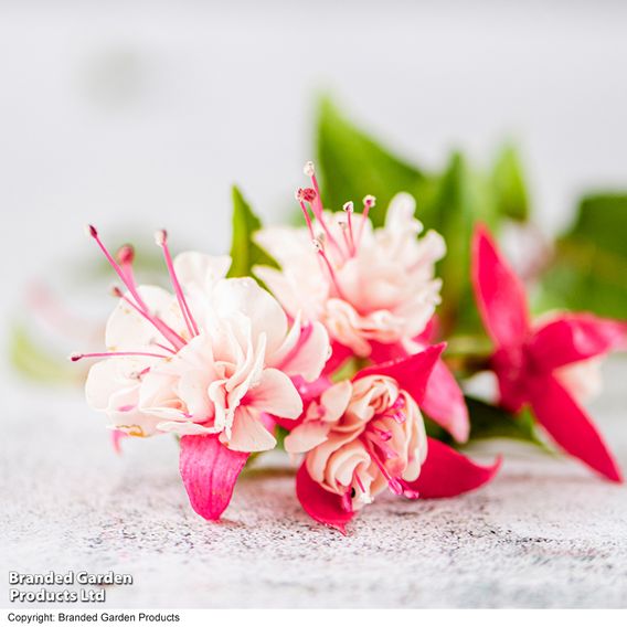 Fuchsia 'Patio Dancers Rumba'