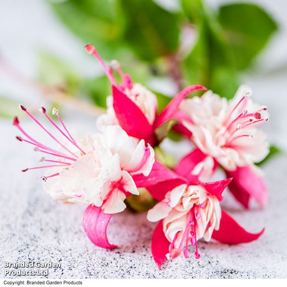 Fuchsia 'Patio Dancers Rumba'