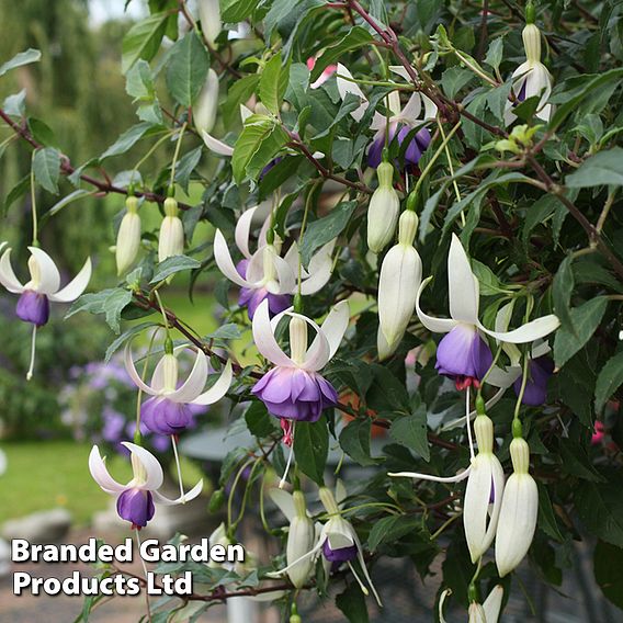 Fuchsia 'Delta's Sarah' (Hardy)