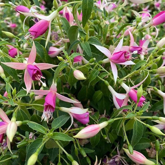 Fuchsia 'Fairy™ Polar'