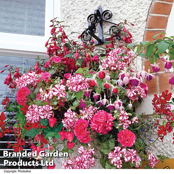 Nurseryman's Choice Hanging Basket Mixed Collection