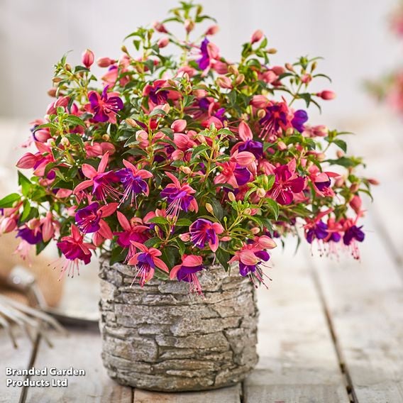 Fuchsia 'Fuchsita Pink-Blue'