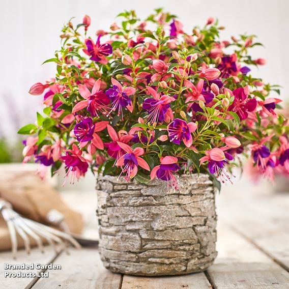 Fuchsia 'Fuchsita Pink-Blue'