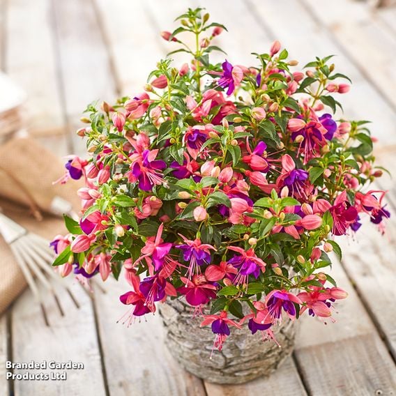 Fuchsia 'Fuchsita Pink-Blue'