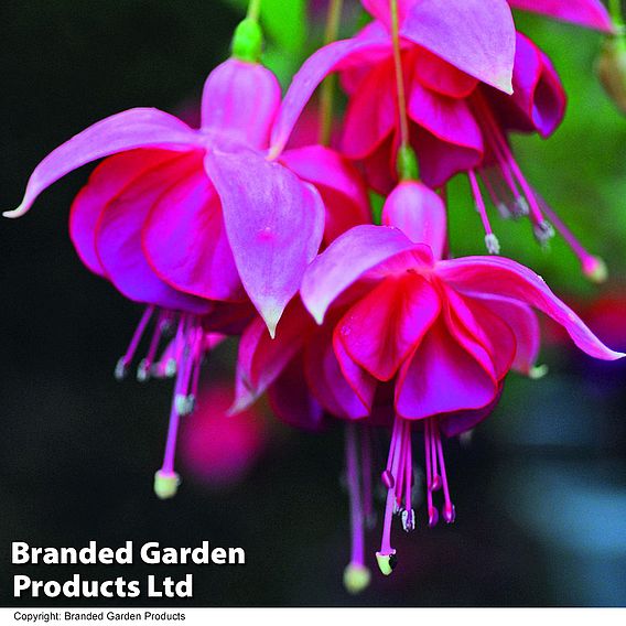 Fuchsia 'Garden News' (Hardy)