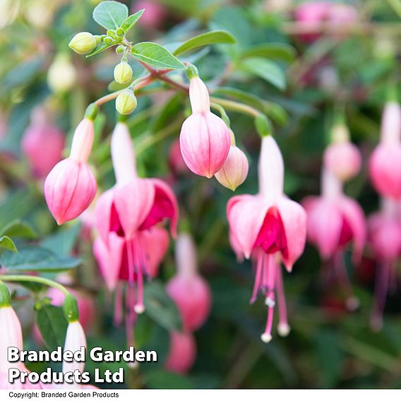 Fuchsia 'Garden News' (Hardy)