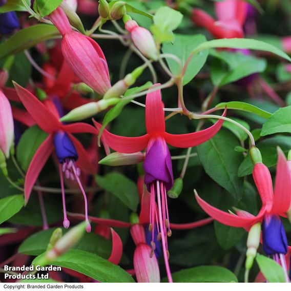 Fuchsia 'Genii' (Hardy)