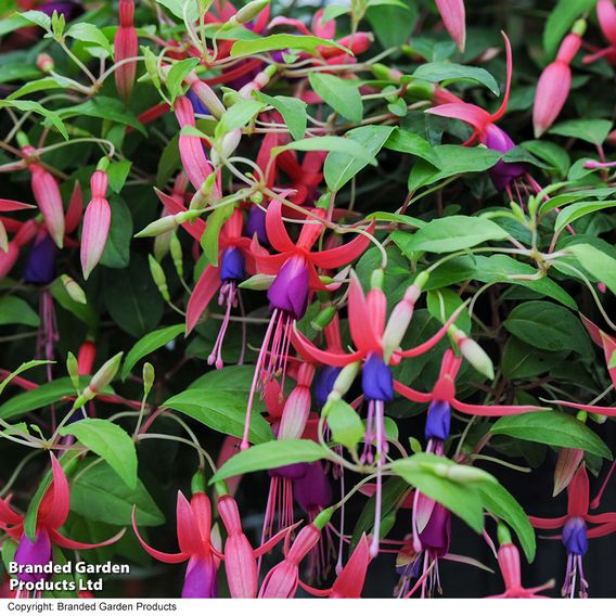 Fuchsia 'Genii' (Hardy)