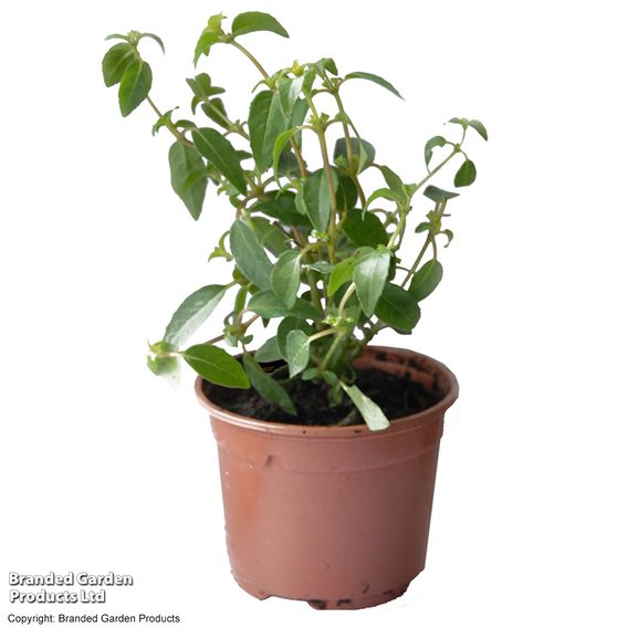Fuchsia 'Genii' (Hardy)
