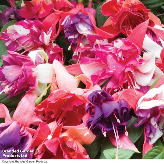 Fuchsia 'Deluxe Giant Marbled' Collection