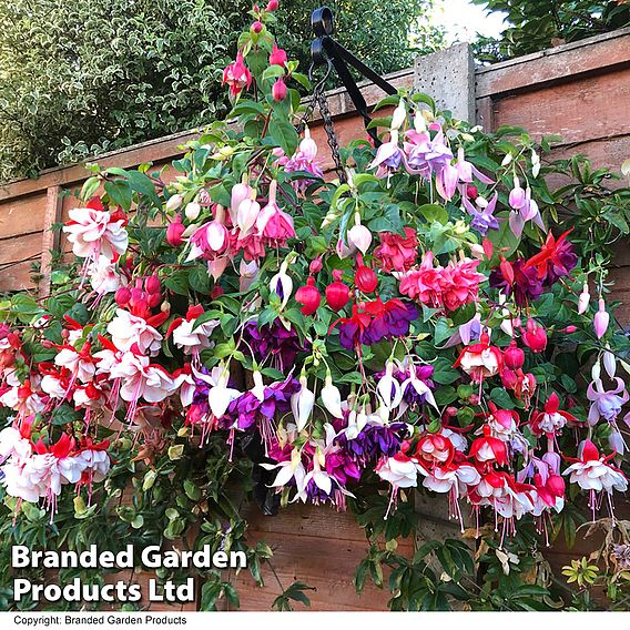 Nurseryman's Choice Hanging Basket Mixed Collection