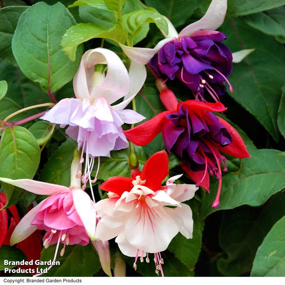 Fuchsia Giant-Flowered Collection