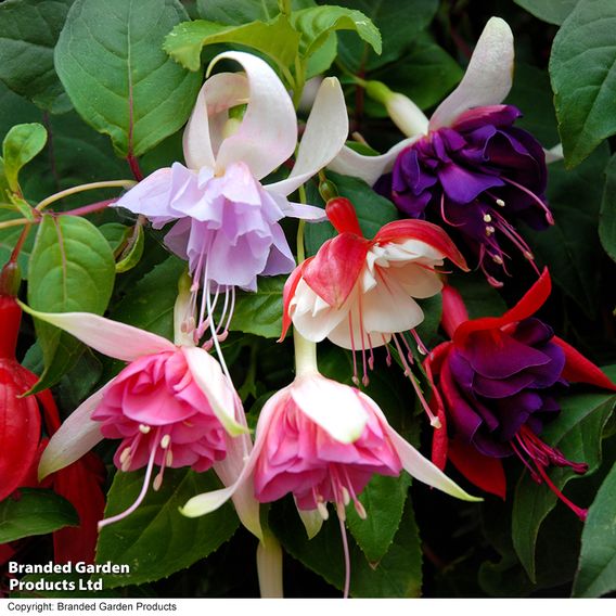 Fuchsia Giant-Flowered Collection