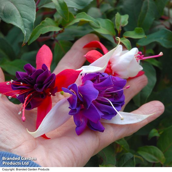 Fuchsia Giant-Flowered Collection