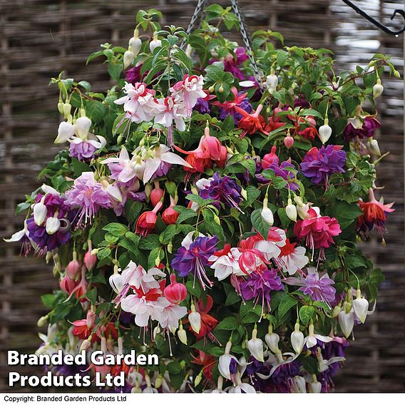 Fuchsia Giant-Flowered Collection