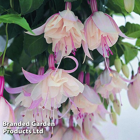 Fuchsia 'Happy Wedding Day'