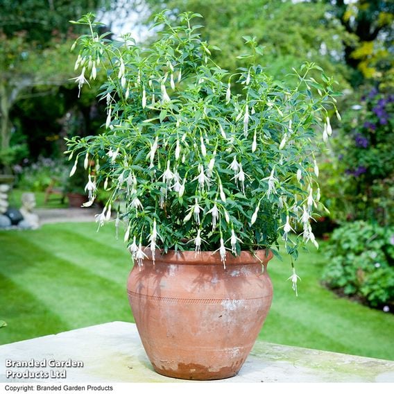 Fuchsia 'Hawkshead' (Hardy)
