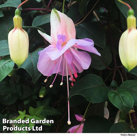 Fuchsia Giant-Flowered Collection