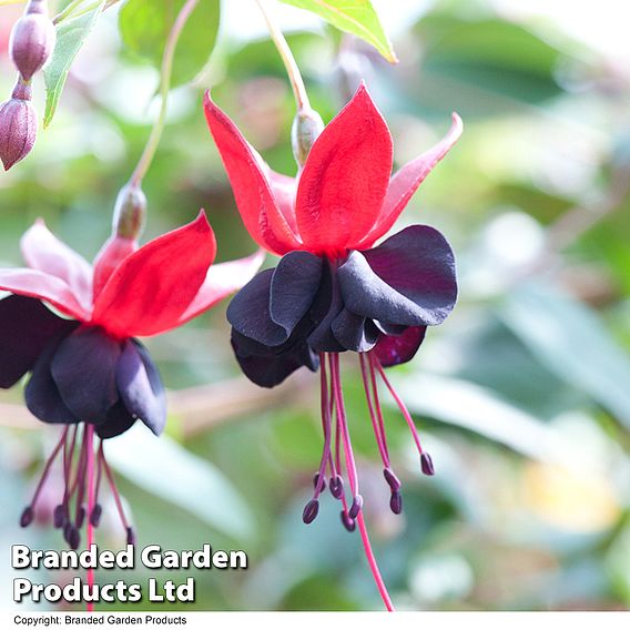 Fuchsia 'Lady in Black'