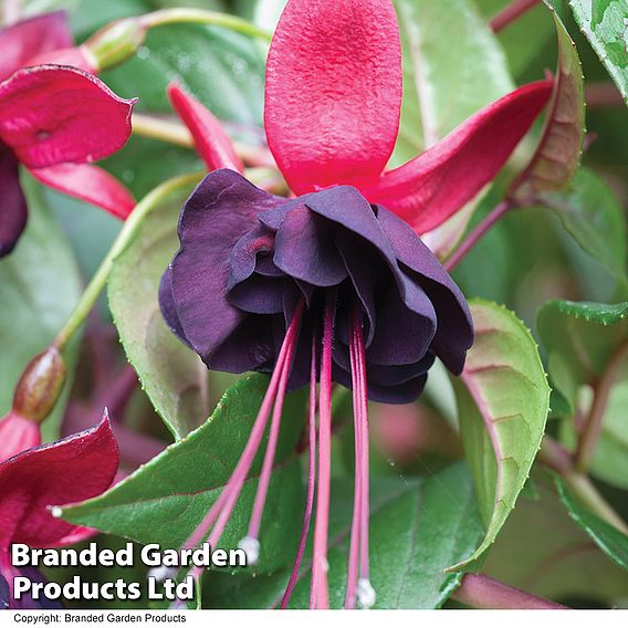 Fuchsia 'Lady in Black'