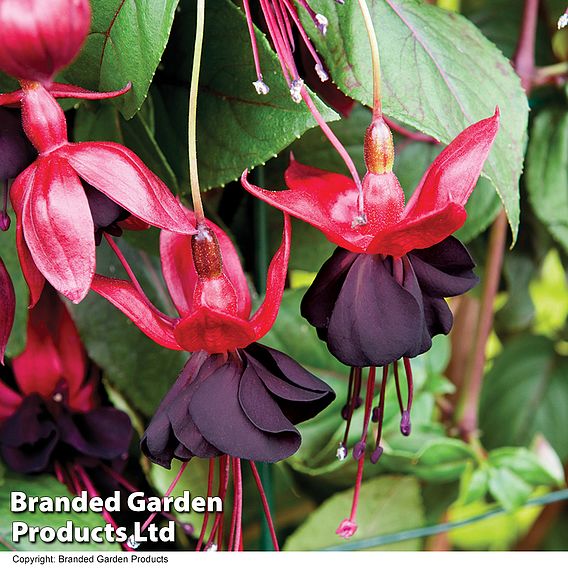 Fuchsia 'Lady in Black'